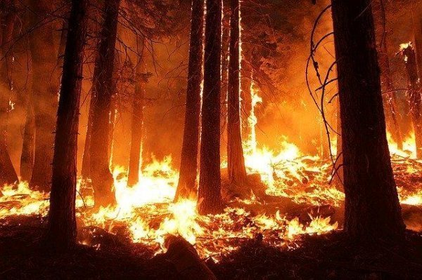 Dildo helped fight fires in Australia